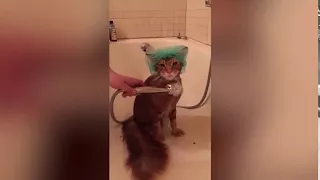 Кот принимает душ