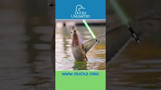 May the Fourth Be With You | Ducks Unlimited