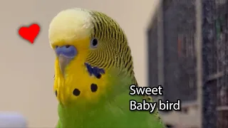 Sweet Baby Bird! - Boba the Budgie - Talking Parakeet #valentinesday