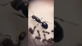 рождение солдата муравья жница
