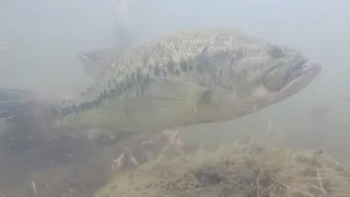Big Bass on Spawning Bed (Underwater Footage)