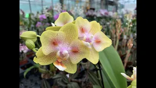 Шикарна поставка і розпаковка орхідей! Азіати прийшли, мутанти орхідей. Багато цікавих новинок!