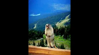 MARMOT SCREAMING 😱 MEME VOICE 🤣