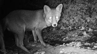 Guilla o guineu (Vulpes vulpes). Grup familiar a Garrigàs. Febrer de 2022.