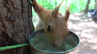 Незнакомая белка и знакомый дятел / An unfamiliar squirrel and a familiar woodpecker