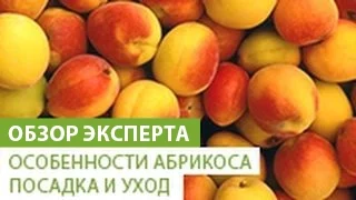 Особенности абрикоса. Посадка и уход за абрикосом