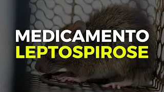 Remédio para Leptospirose | Qual antibiótico para leptospirose? [MEDICAMENTO PARA LEPTOSPIROSE]