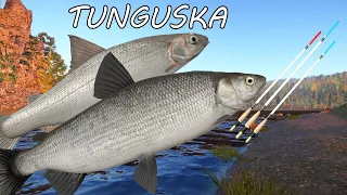 Russian Fishing 4 #RF4   Tunguska River Float fishing