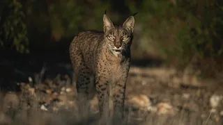 Wildpix Travel - the best Iberian Lynx photography hides