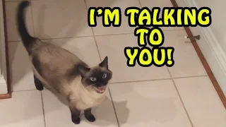 Cats Talking With Their Humans 2017 [NEW]