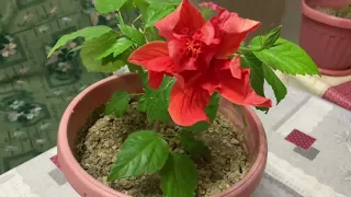 «КИТАЙСКАЯ РОЗА « ГУЛИМ ОЧИЛДИ 🌺😊😍