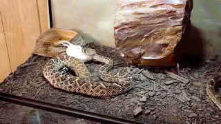 Western Diamondback Rattlesnakes (live feeding) 01