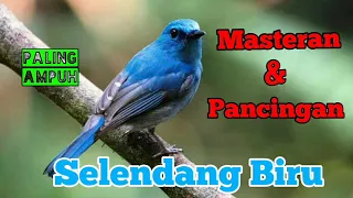 SUARA BURUNG SELENDANG BIRU UNTUK MASTERAN DAN PANCINGAN