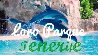 JTS | Tenerife Seven | Loro Parque | OrcaOcean, SeaLions, Dolphins