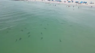 Check out all these sharks…