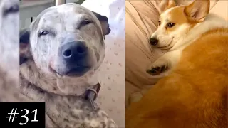 Smiling Dogs Compilation 🐶🙂 | 8 minutes of laugh