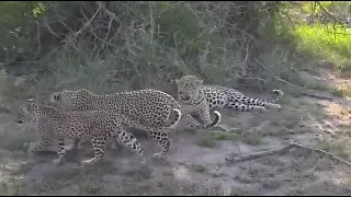 Safari Live : Shadow Female Leopard and Cub with Tingana Male Leopard this morning Dec 22, 2017