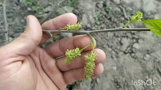 ШОВКОВИЦЯ чоловіча та жіноча - як відрізнити  дерева?