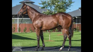 Gold Coast Magic Millions Wandjina x Zippity Lass