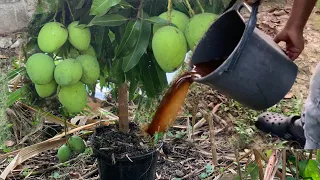 Tu Árbol de Mango explotará de Frutos con este Mega poderoso fertilizante orgánico