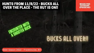 Bucks All Over The Place!! Bow Hunting the Rut in Western New York