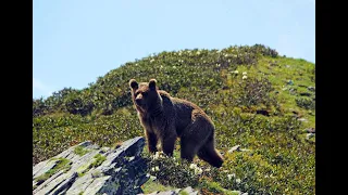 Медведь спринтер, на плато Путорана.