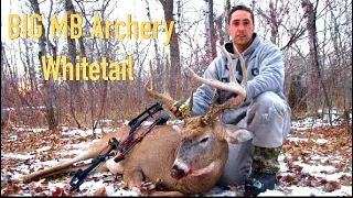 150 INCH Whitetail Buck arrowed in the Rut!!!