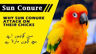 How to Get good breed of sun conure.