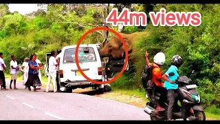 breaking vehicles by wild elephants #wildelephant #attack