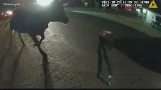 Escaped cow leads Glendale cops on chase through neighborhood