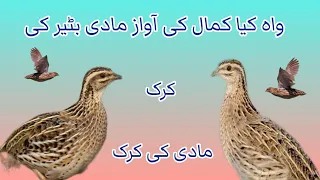 female batair ki awaz  female batair ki awaz best Awaz part 1 .2022 Bater ki Voice