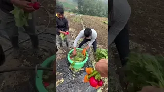 Vegetales gigantes de Guatemala 🇬🇹