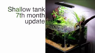 Shallow Tank 7th month update