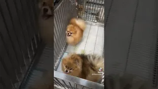 Chó phốc sóc siêu dễ thương, chuyện nhà Bánh Bò Pomeranian