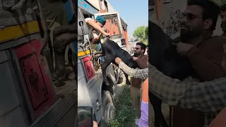 ट्रक के केबिन मे भी पैरो के नीचे दबा रखे थे बच्चे #truck #driver #up #shamli #karnal #police #video