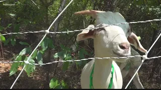 Goatscaping in Columbia: City council discusses changing ordinance to allow free-range goats