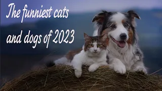 The funniest cats and dogs of 2023 #62