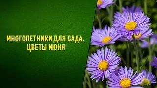 Многолетники для сада  и дачи. Цветы июня