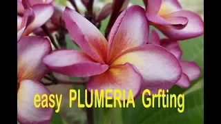 grafting PLUMERIA in easy steps..