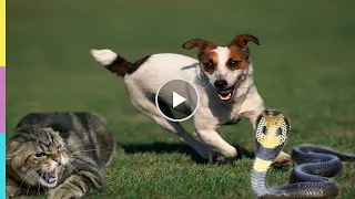 Кто против кобры? Собака, кот и белка vs кобры. Редкие кадры. Битвы животных в дикой природе