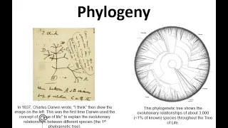 Phylogeny and Taxonomy