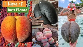 6 Types of Butt Plants