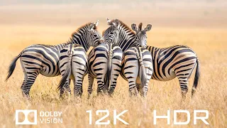 12K HDR 120fps Dolby Vision - Beautiful Animal World And Relaxing Piano Music