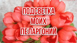 Подсветка моих пеларгоний. Выпуск от 05.05.21