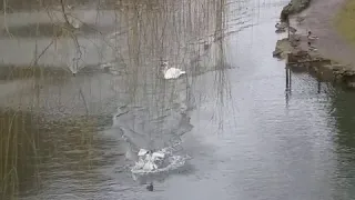 Лебеди Стрийского парка