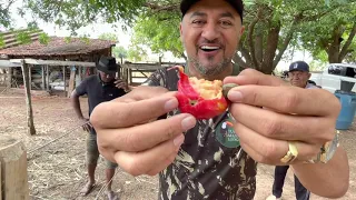 CHARLLES COMPRANDO CAVALOS EM GOIÁS | CHÁCARA COMÉDIA SELVAGEM