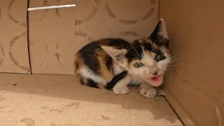 The kitten was alone in a cardboard box. When she approached her, her mother came looking for her