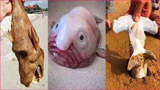 Fisherman Catching Seafood's 🦐🦀 Deep Sea Octopus Catch Crab, Catch Fish  /P123