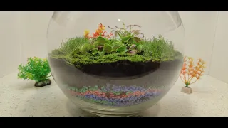 Как сделать Крутой террариум из хищного растения terrarium venus flytraps it"s cool