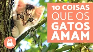 10 coisas que os gatos AMAM!